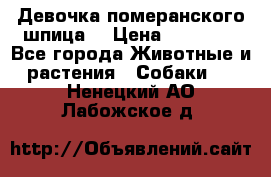 Девочка померанского шпица. › Цена ­ 40 000 - Все города Животные и растения » Собаки   . Ненецкий АО,Лабожское д.